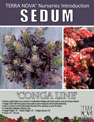 Sedum 'Conga Line' - Product Profile