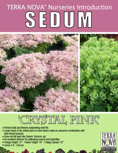 Sedum 'Crystal Pink' - Product Profile