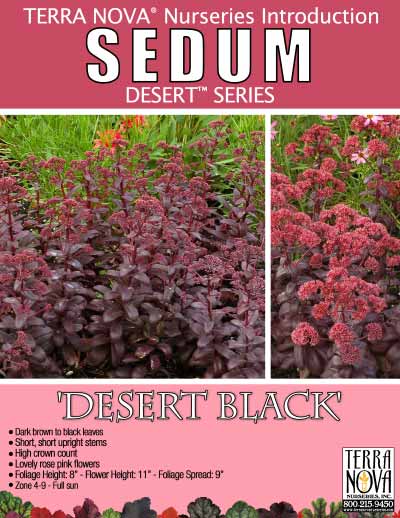 Sedum 'Desert Black' - Product Profile