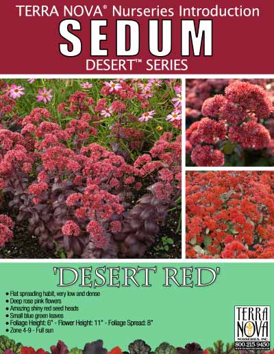Sedum 'Desert Red' - Product Profile