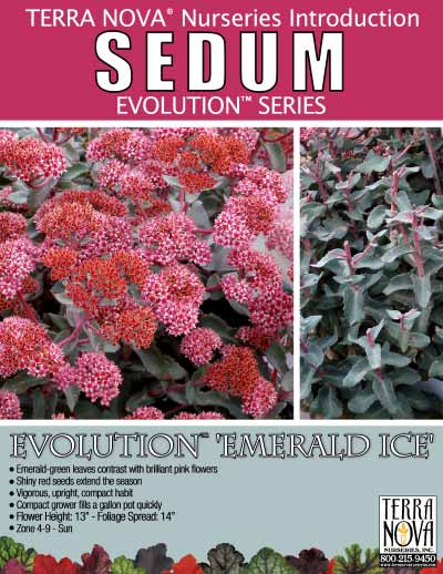 Sedum EVOLUTION™ 'Emerald Ice' - Product Profile