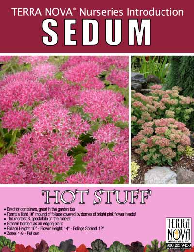 Sedum 'Hot Stuff' - Product Profile