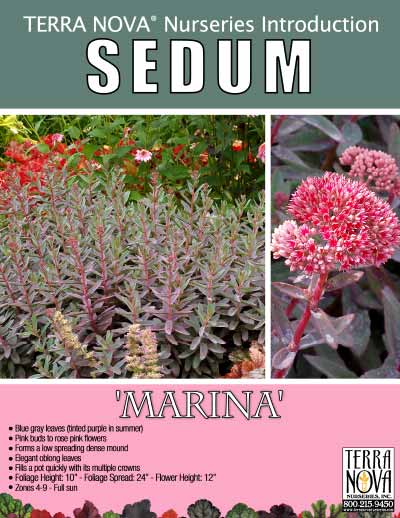 Sedum 'Marina' - Product Profile