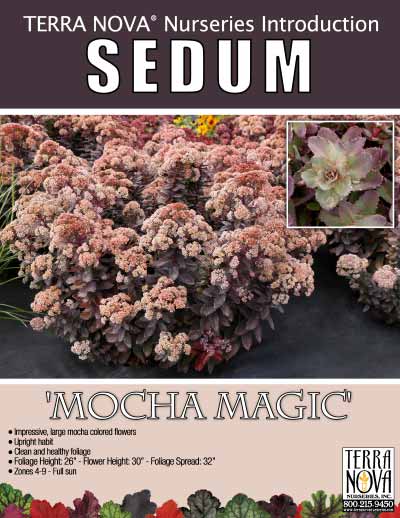 Sedum 'Mocha Magic' - Product Profile