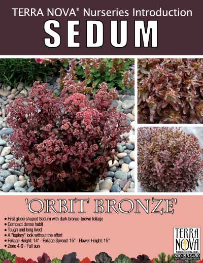 Sedum 'Orbit Bronze' - Product Profile