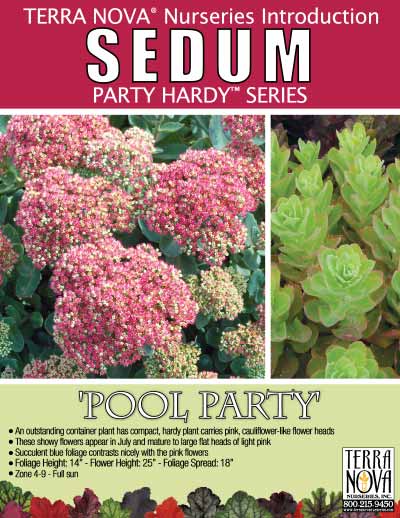 Sedum 'Pool Party' - Product Profile