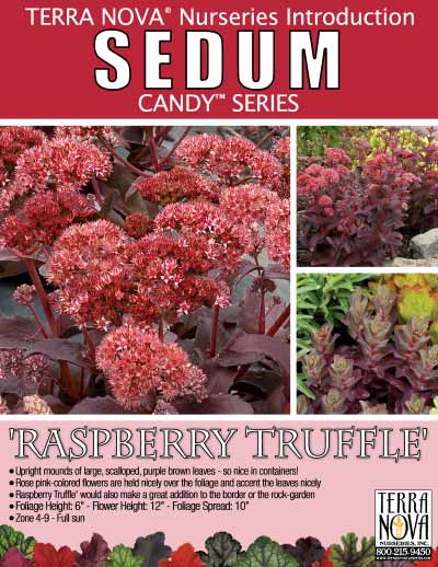 Sedum 'Raspberry Truffle' - Product Profile