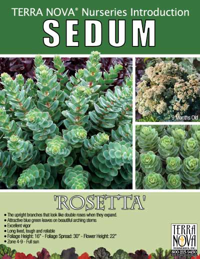 Sedum 'Rosetta' - Product Profile