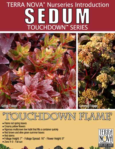 Sedum 'Touchdown Flame' - Product Profile