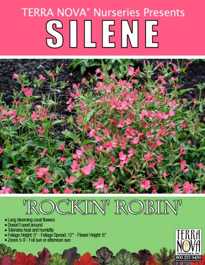 Silene 'Rockin' Robin' - Product Profile