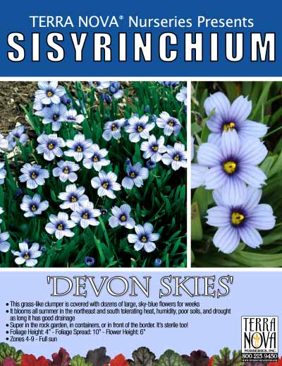 Sisyrinchium 'Devon Skies' - Product Profile