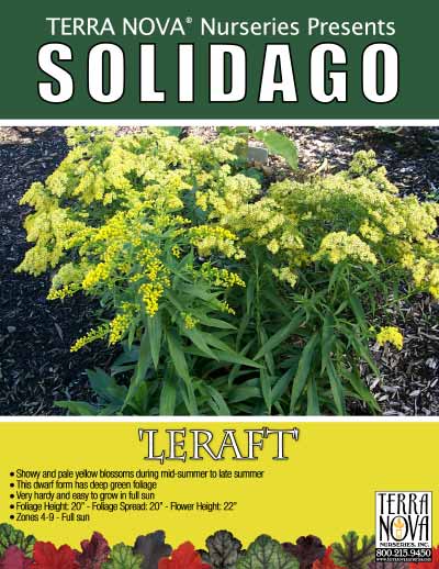 Solidago 'Leraft' - Product Profile