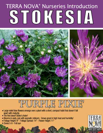 Stokesia 'Purple Pixie' - Product Profile