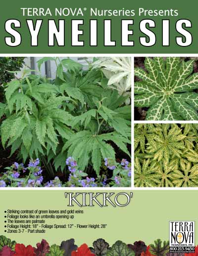 Syneilesis 'Kikko' - Product Profile