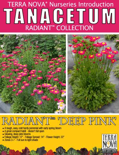 Tanacetum RADIANT™ Deep Pink - Product Profile