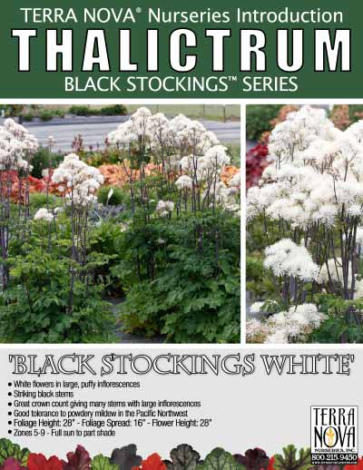 Thalictrum BLACK STOCKINGS™ 'White' - Product Profile