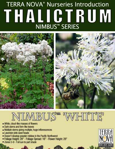 Thalictrum NIMBUS™ 'White' - Product Profile