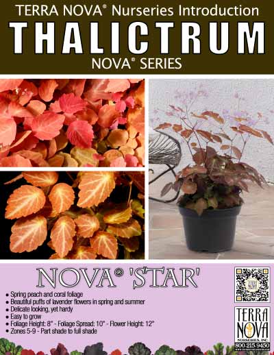 Thalictrum NOVA® 'Star' - Product Profile