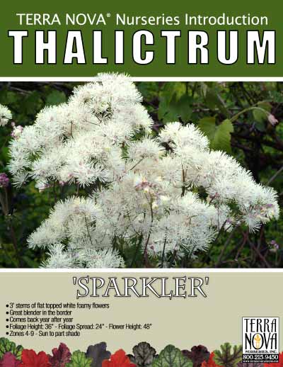 Thalictrum 'Sparkler' - Product Profile