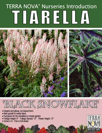 Tiarella 'Black Snowflake' - Product Profile