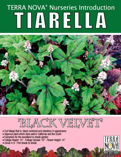 Tiarella 'Black Velvet' - Product Profile
