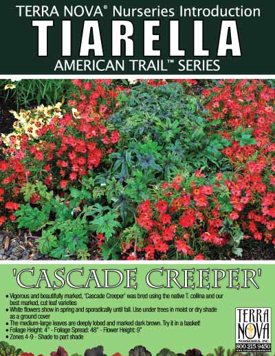 Tiarella 'Cascade Creeper' - Product Profile