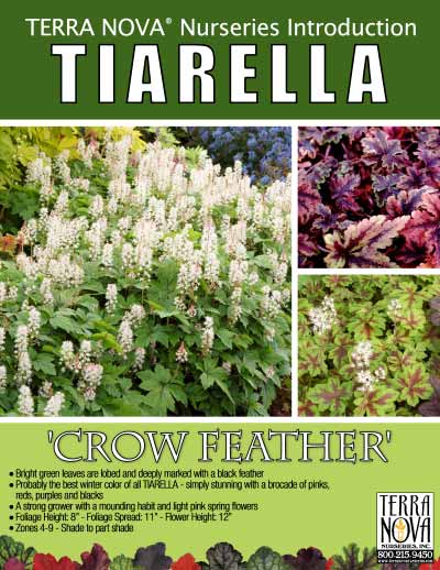 Tiarella 'Crow Feather' - Product Profile