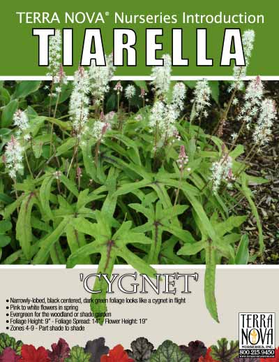 Tiarella 'Cygnet' - Product Profile