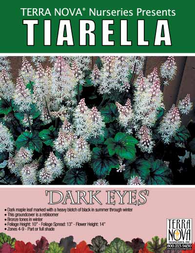 Tiarella 'Dark Eyes' - Product Profile