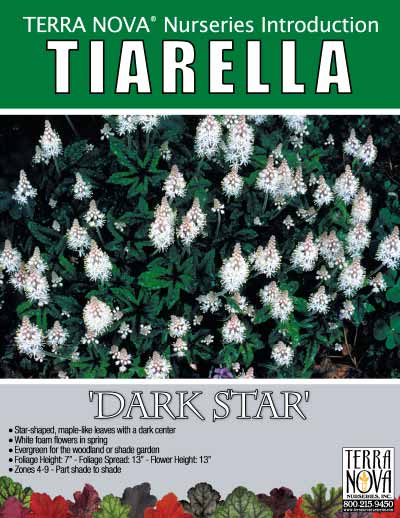 Tiarella 'Dark Star' - Product Profile