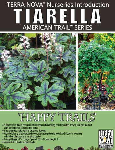 Tiarella 'Happy Trails' - Product Profile