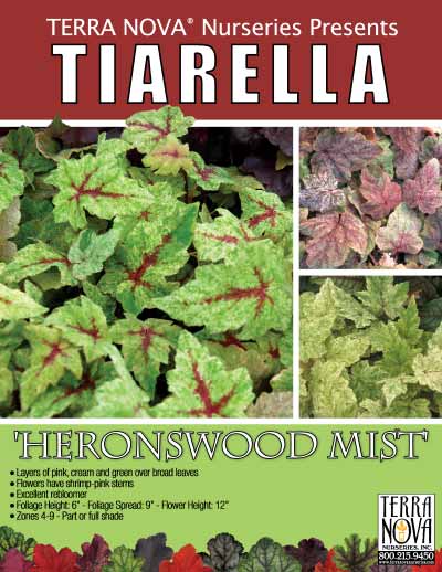 Tiarella 'Heronswood Mist' - Product Profile