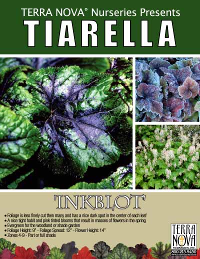 Tiarella 'Inkblot' - Product Profile
