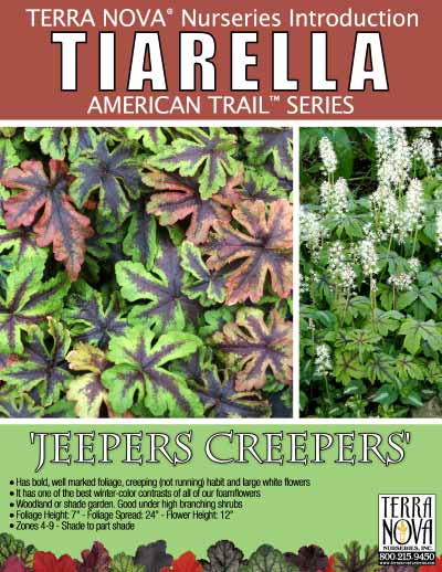Tiarella 'Jeepers Creepers' - Product Profile
