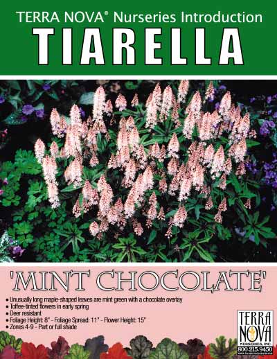 Tiarella 'Mint Chocolate' - Product Profile