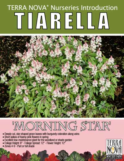 Tiarella 'Morning Star' - Product Profile