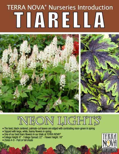 Tiarella 'Neon Lights' - Product Profile