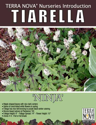 Tiarella 'Ninja' - Product Profile