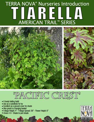 Tiarella 'Pacific Crest' - Product Profile