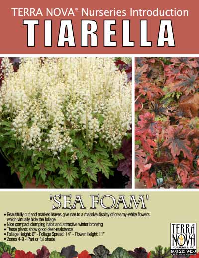 Tiarella 'Sea Foam' - Product Profile