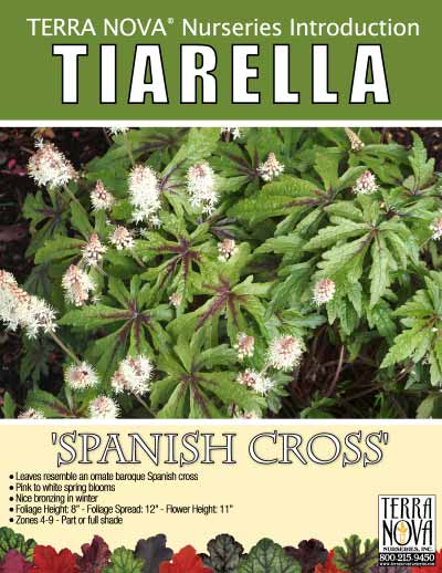 Tiarella 'Spanish Cross' - Product Profile