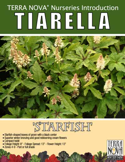 Tiarella 'Starfish' - Product Profile