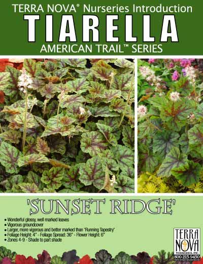 Tiarella 'Sunset Ridge' - Product Profile