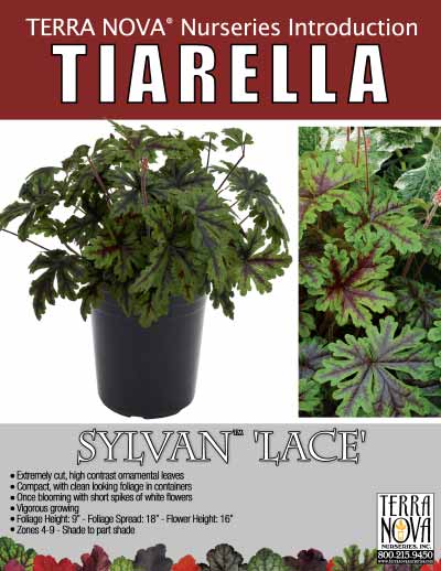 Tiarella SYLVAN™ Lace - Product Profile