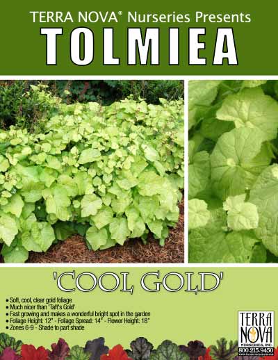 Tolmiea 'Cool Gold' - Product Profile