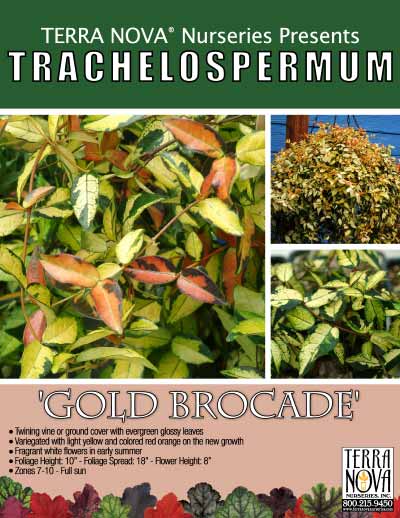 Trachelospermum 'Gold Brocade' - Product Profile