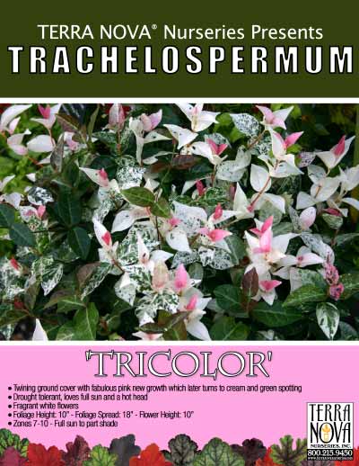 Trachelospermum 'Tricolor' - Product Profile