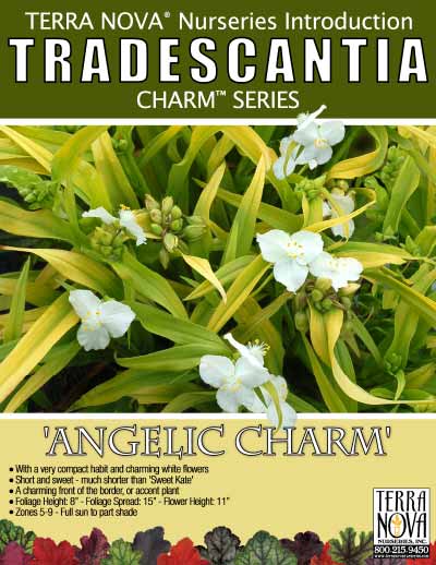 Tradescantia 'Angelic Charm' - Product Profile