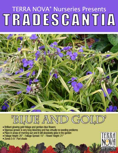Tradescantia 'Blue and Gold' - Product Profile