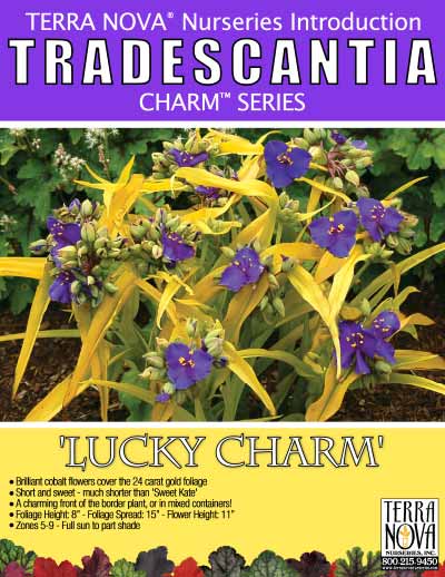 Tradescantia 'Lucky Charm' - Product Profile